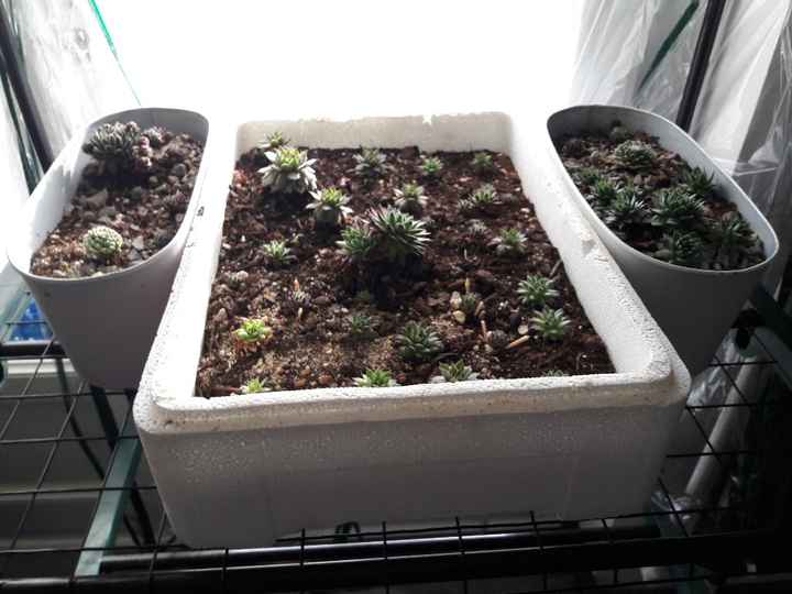  Comment remplacer les dragées - 2