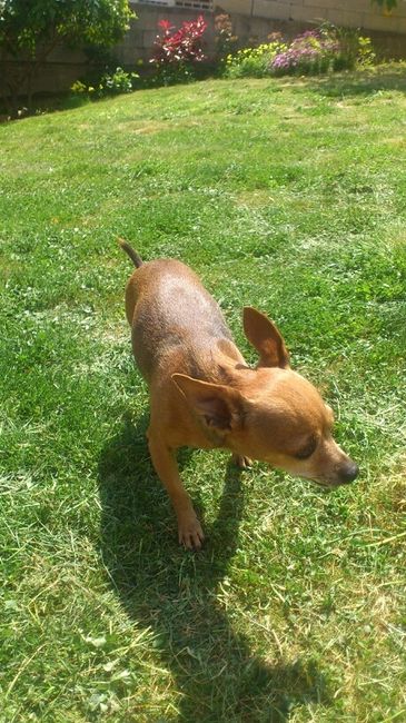 Un animal de compagnie à la maison juste après le mariage ? - 1