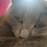 Adelina