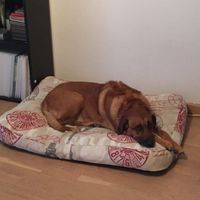 Et les animaux ? - 1