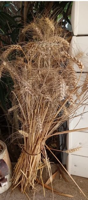 a la recherche d'un lot de bouquet de blé à vendre 5