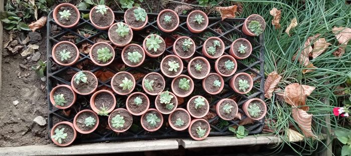 Plantation de mes Aeonium - 1