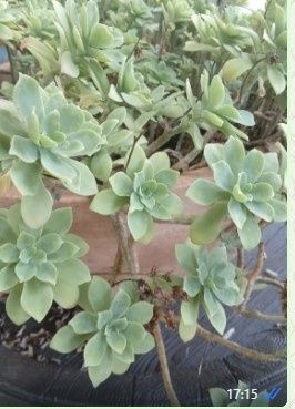 Plantation de mes Aeonium - 3