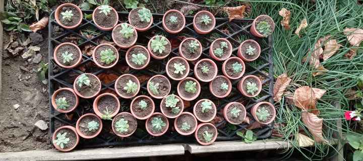 Plantation de mes Aeonium - 1