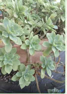 Plantation de mes Aeonium - 3