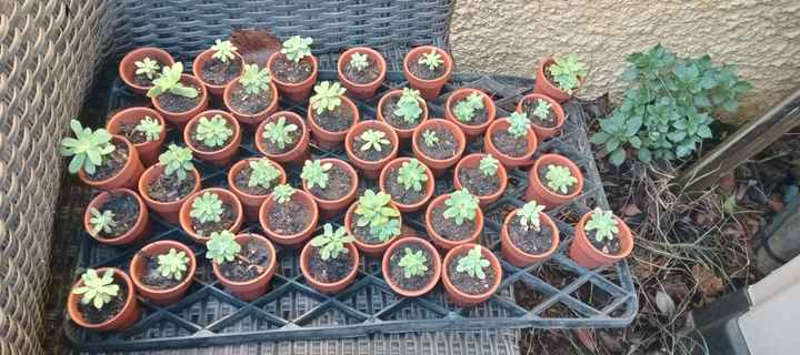 Plantation de mes Aeonium - 1