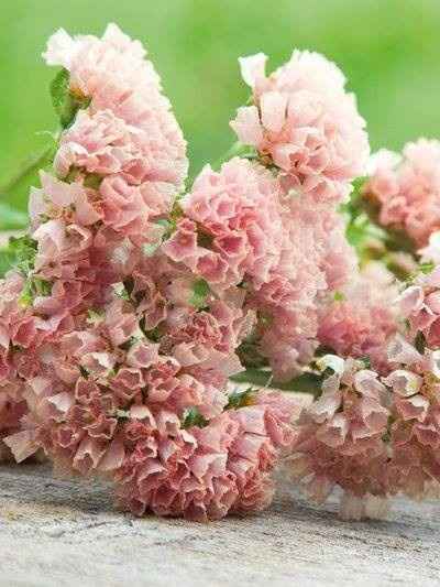 Quelles fleurs pour un mariage d'automne ? - 4
