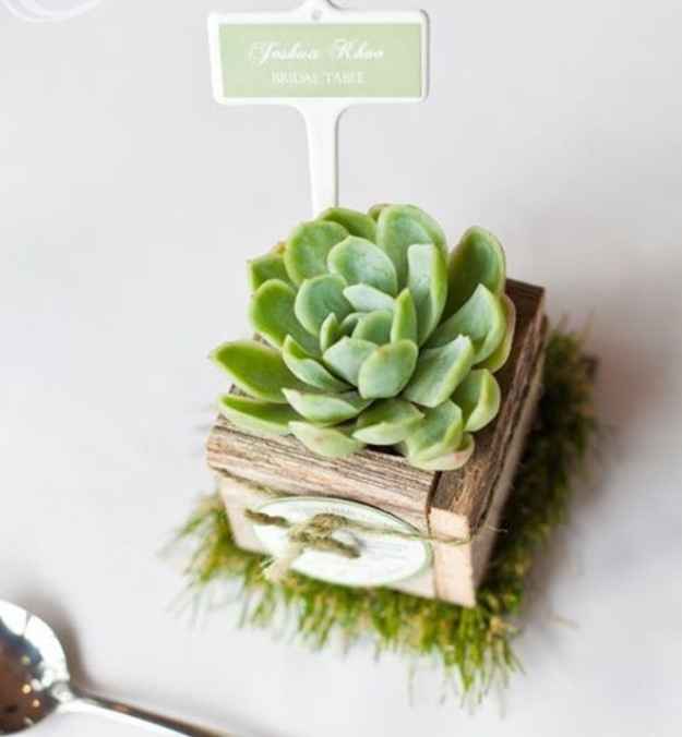 Succulente 1
