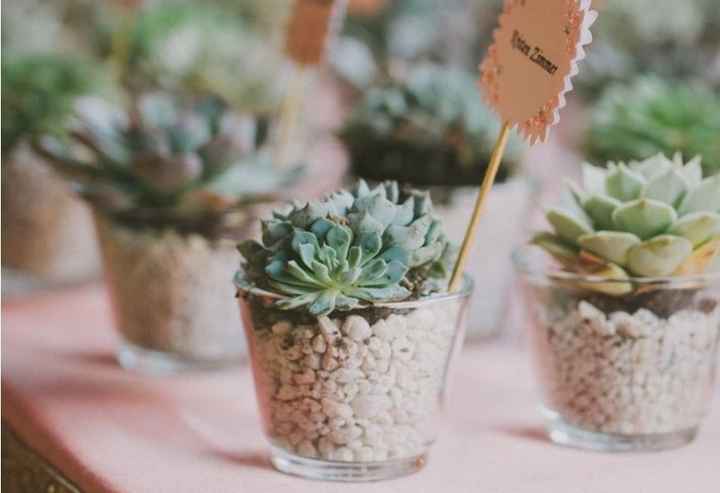 Succulente 2