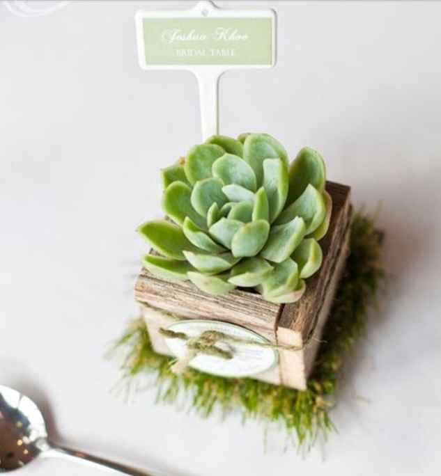 Succulente 1