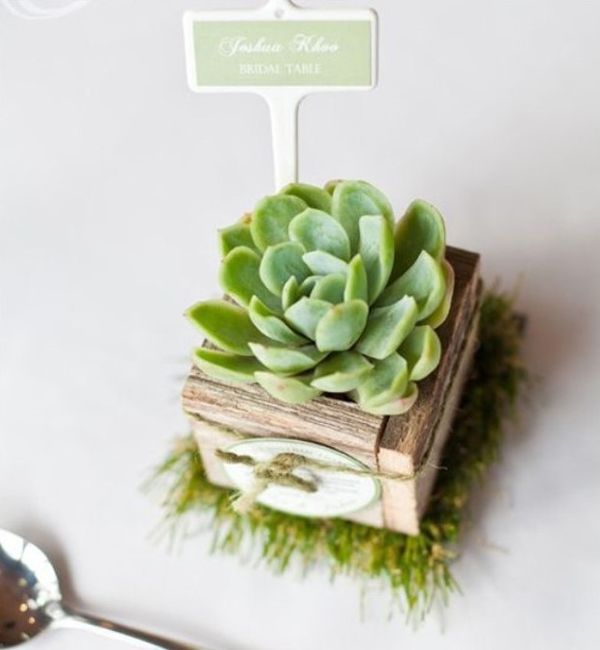 Succulente 1