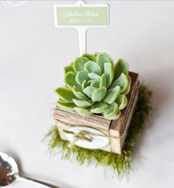 Succulente 1