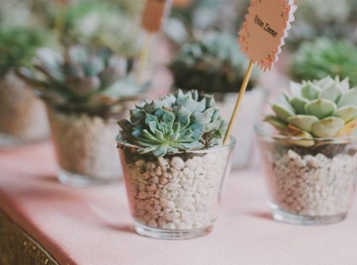 Succulente 2