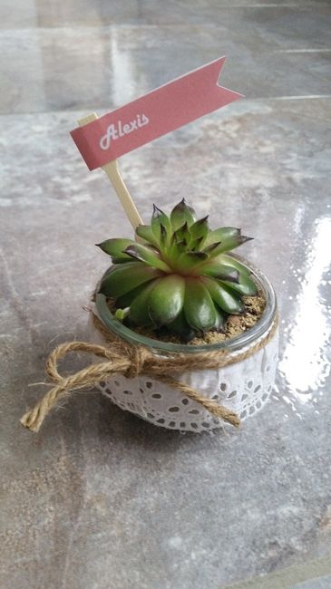 Succulente