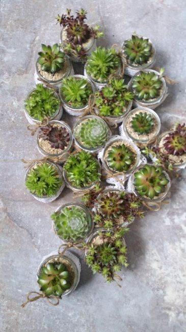 Succulente 