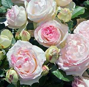 Thème couleur: help - 1