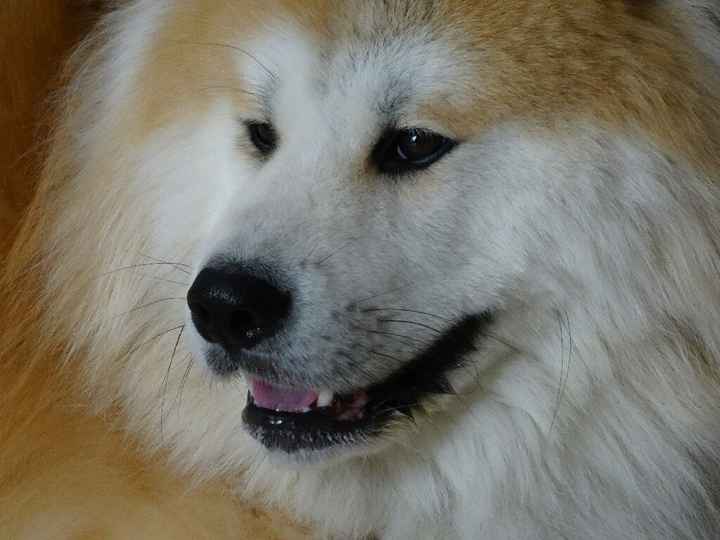 Nos amis les bêtes - 1