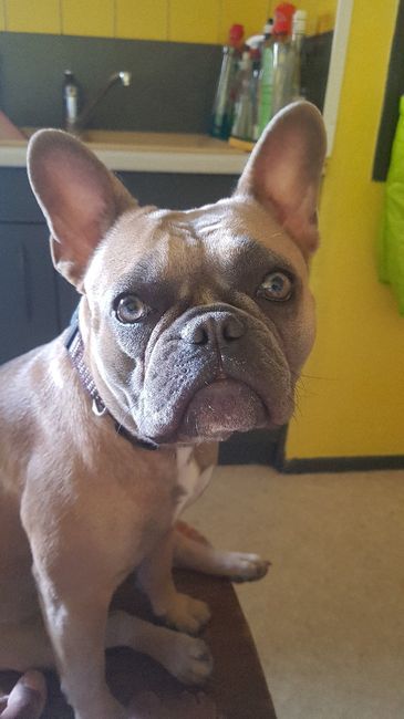 Comment s'appellent vos animaux poilus ? - 1