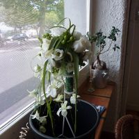 mon bouquet de mariée