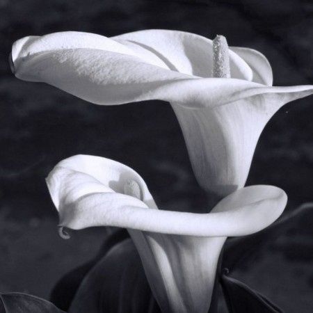 mon arum 