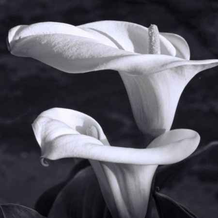 mon arum 