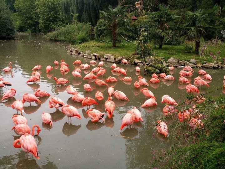 Week-end en amoureux au zoo de beauval. - 5