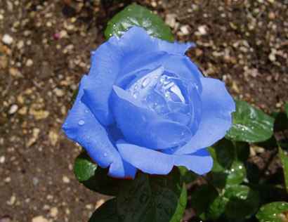 rose bleu