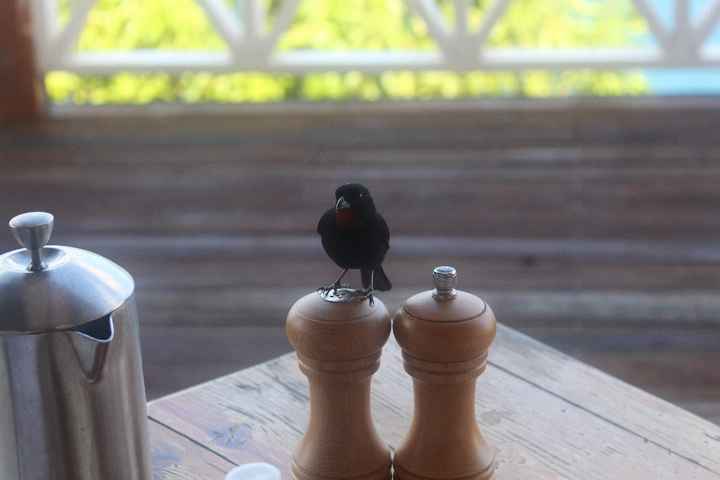 oiseaux au petit dejeuner