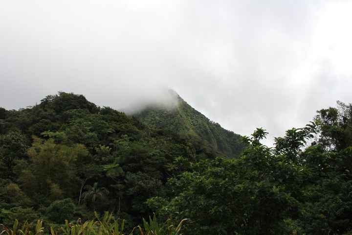 paysage ballade rainforest