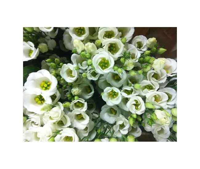 lisianthus