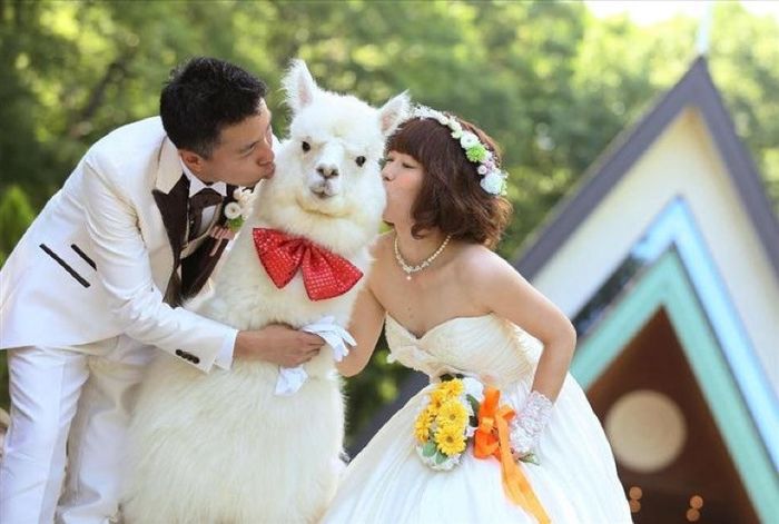 lama photo de couple