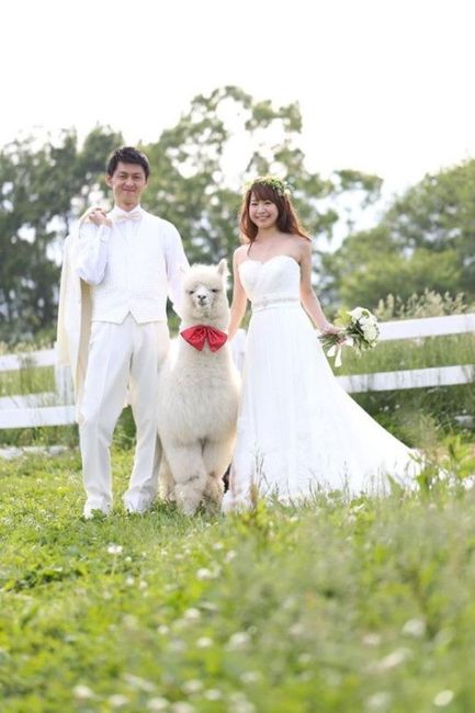 lama photo de couple-2