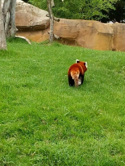 Week-end en amoureux au zoo de beauval. - 3