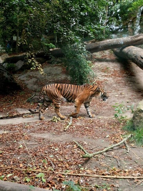 Week-end en amoureux au zoo de beauval. - 4