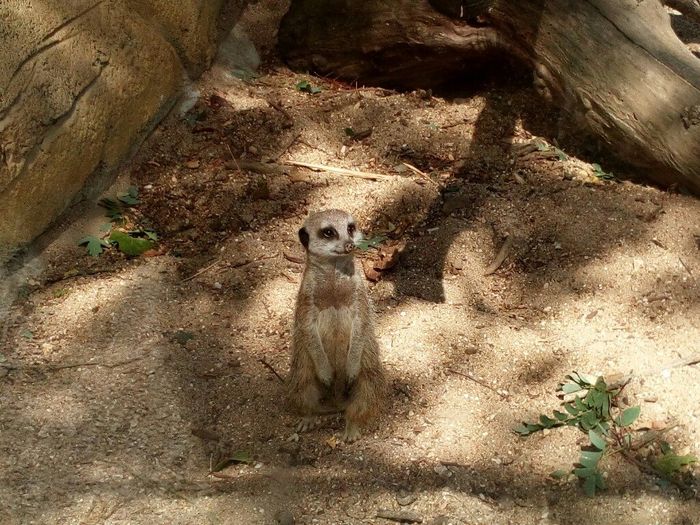 Week-end en amoureux au zoo de beauval. - 6