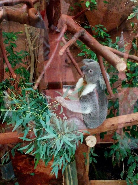 Week-end en amoureux au zoo de beauval. - 7