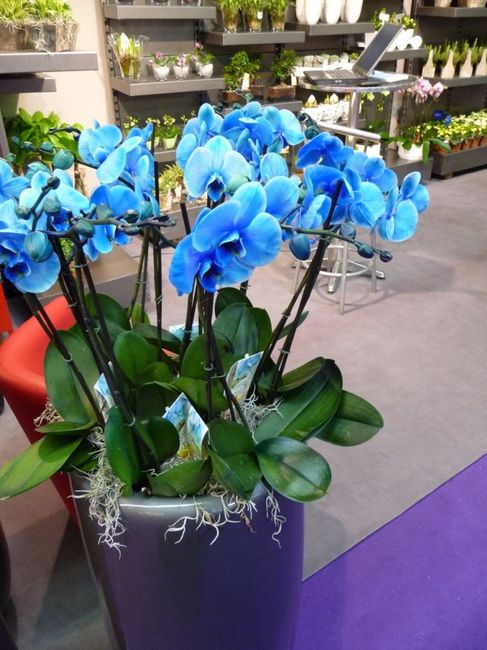 orchidée bleu