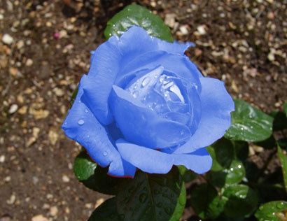 rose bleu