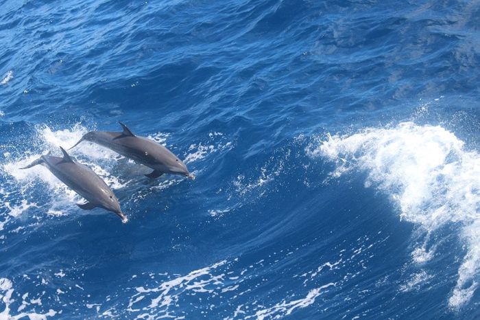 dauphins tropicaux sainte lucie