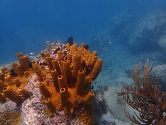 snorkeling sainte lucie-2