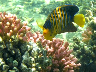 snorkeling sainte lucie-4