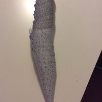 Cornets à Confettis