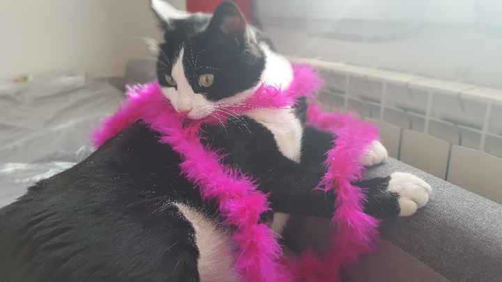 Montrez moi vos animaux ! - 1
