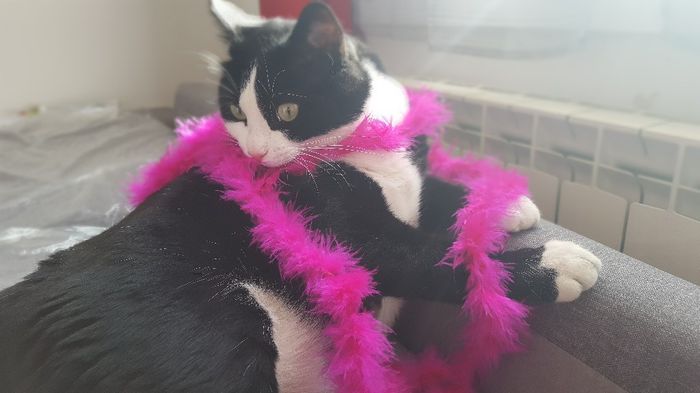 Montrez moi vos animaux ! - 1