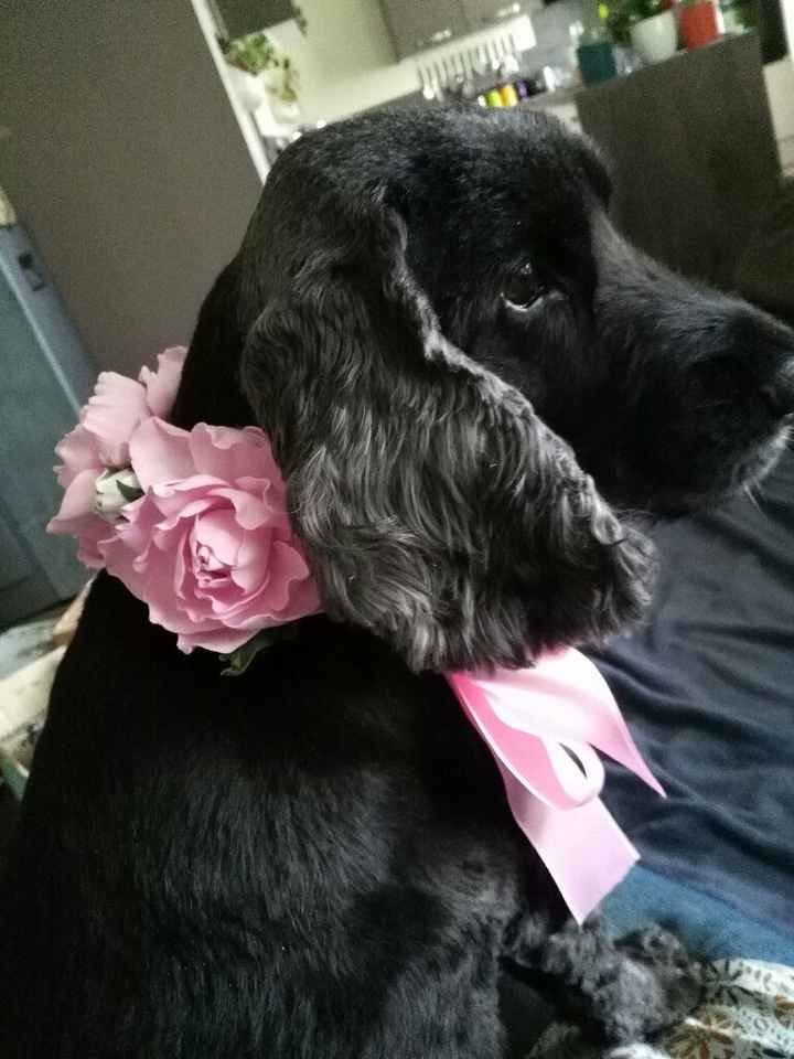 Collier de notre pépette ! - 2