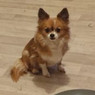 Pierre