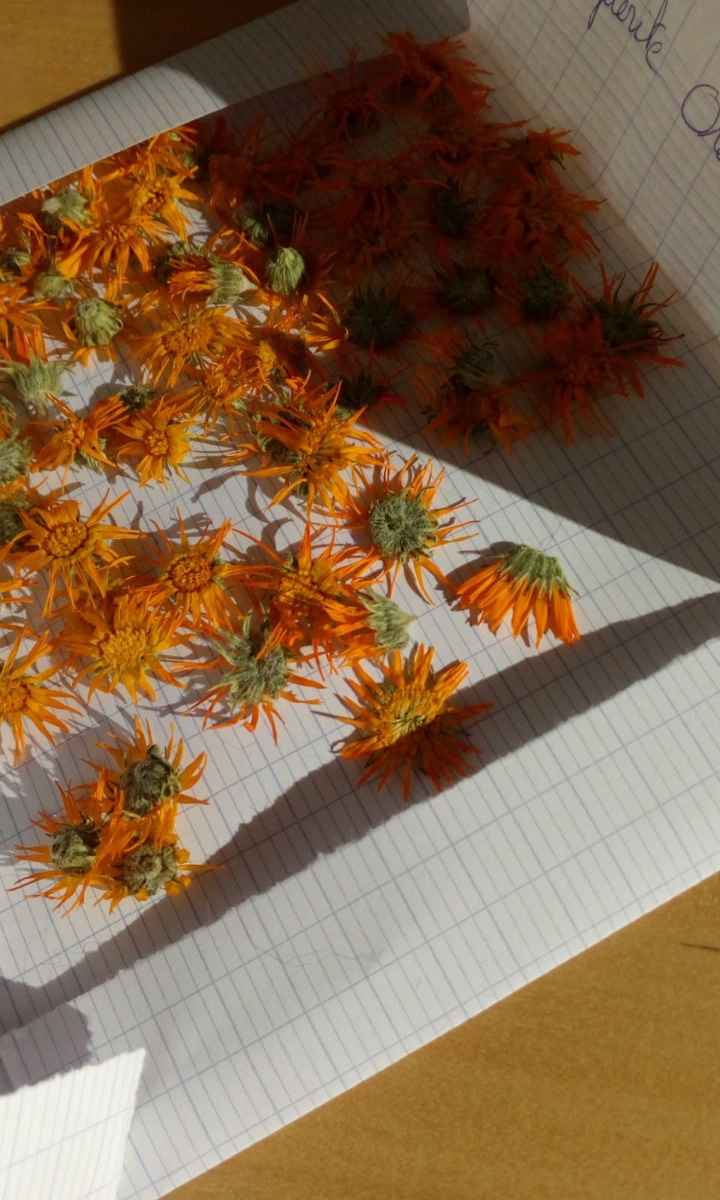 Un lancer de fleurs 🥀 séchées ?! - 2