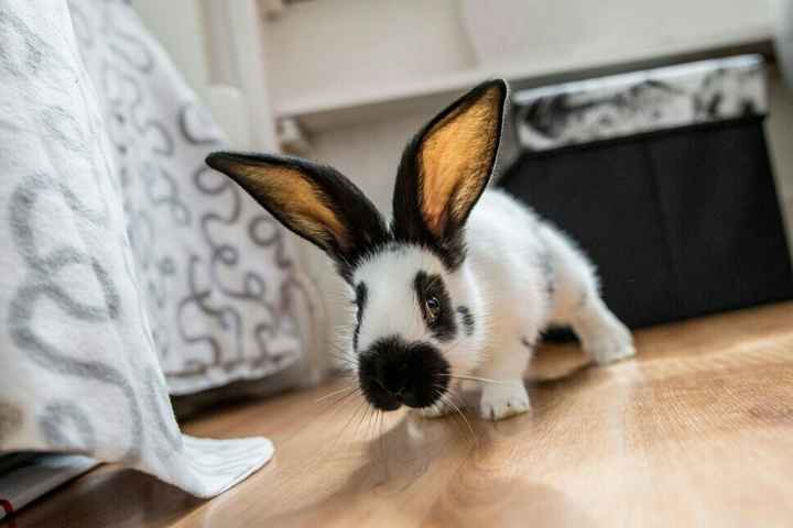 Nos amis les bêtes - 1