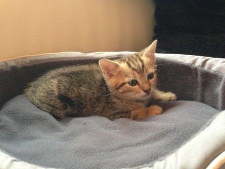 Kitty