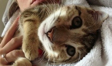 Mon ptit chat